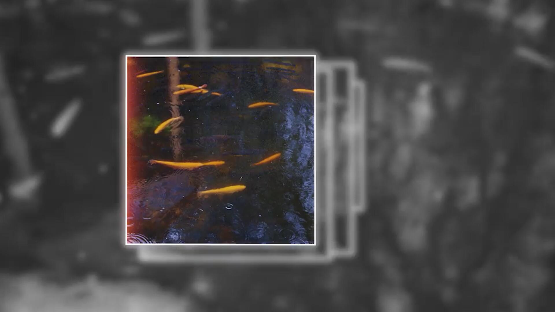 PR模板：复古35mm照片打印摄影拼贴风格转场过渡+音效包 . sucaiwan.com