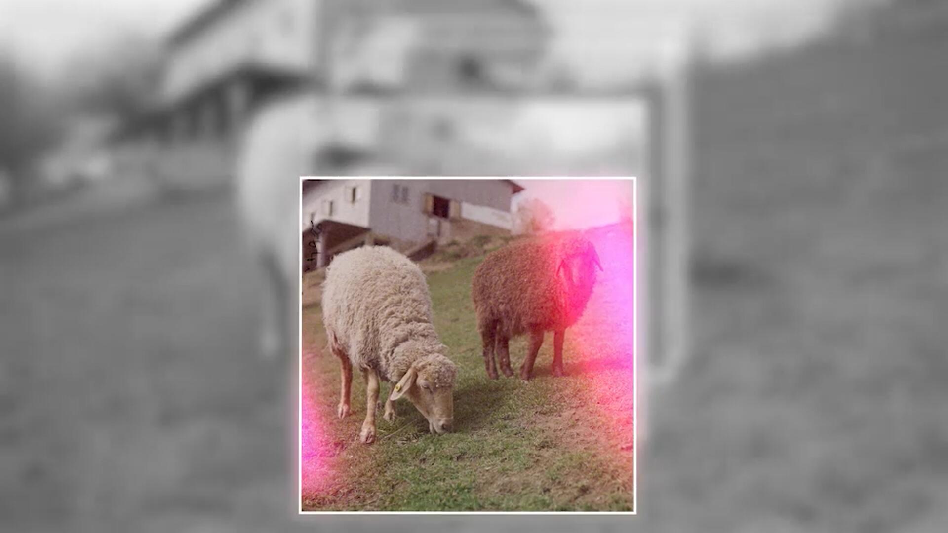 PR模板：复古35mm照片打印摄影拼贴风格转场过渡+音效包 . sucaiwan.com