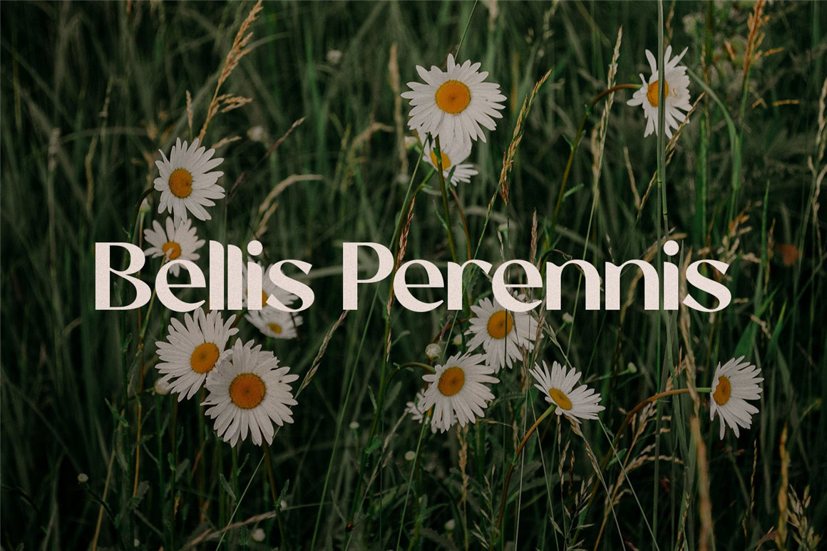 英文字体:现代时尚优雅女性化品牌推广海报标题设计Logo英文字体素材包 Eugusto Display Typeface 设计素材 第6张-素材湾丨精选海外优质设计素材资源 英文字体:现代时尚优雅女性化品牌推广海报标题设计Logo英文字体素材包 Eugusto Display Typeface 设计素材 sucaiwan.com