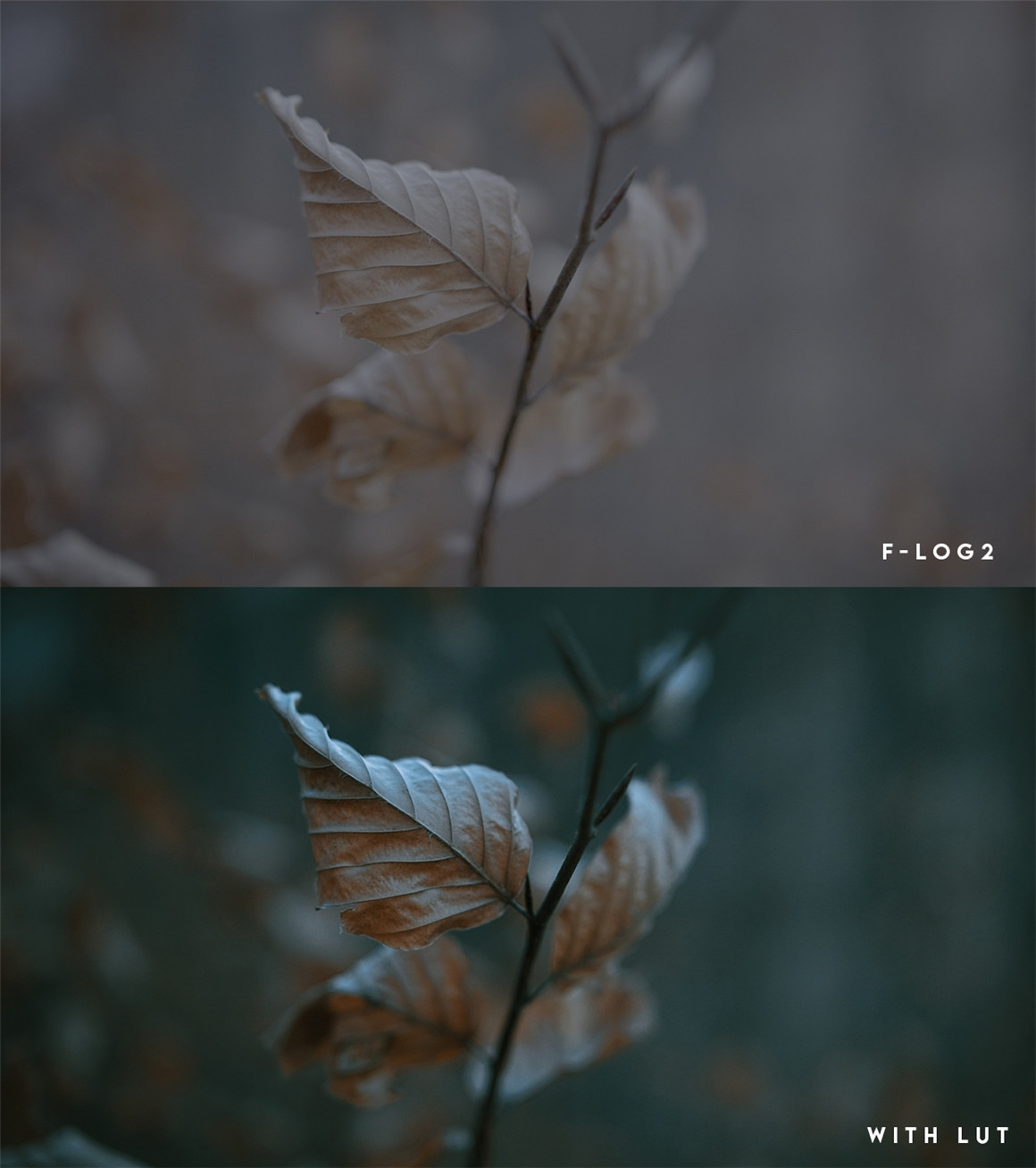 富士F-Log2下电影色彩调色LUT 支持Fujifilm XH2s,Fujifilm XH2或Fujifilm XT2 . 第7张-素材湾丨精选海外优质设计素材资源 富士F-Log2下电影色彩调色LUT 支持Fujifilm XH2s,Fujifilm XH2或Fujifilm XT2 . sucaiwan.com