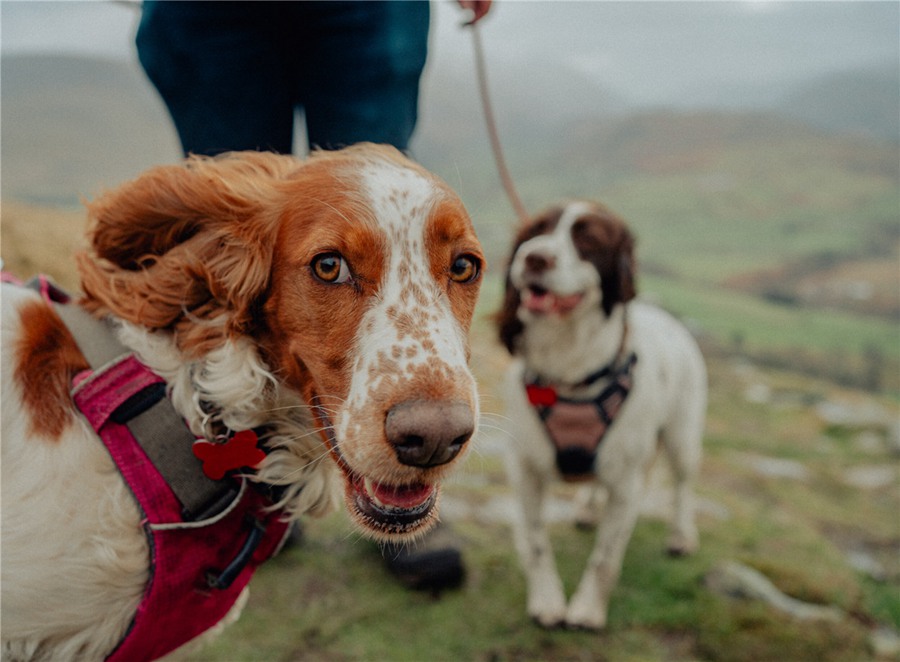 复古胶片模拟颗粒人像风格电影美学效果LR调色预设 Melior Studio - The Sauces Lightroom Preset Pack 插件预设 第7张-素材湾丨精选海外优质设计素材资源 复古胶片模拟颗粒人像风格电影美学效果LR调色预设 Melior Studio - The Sauces Lightroom Preset Pack 插件预设 sucaiwan.com