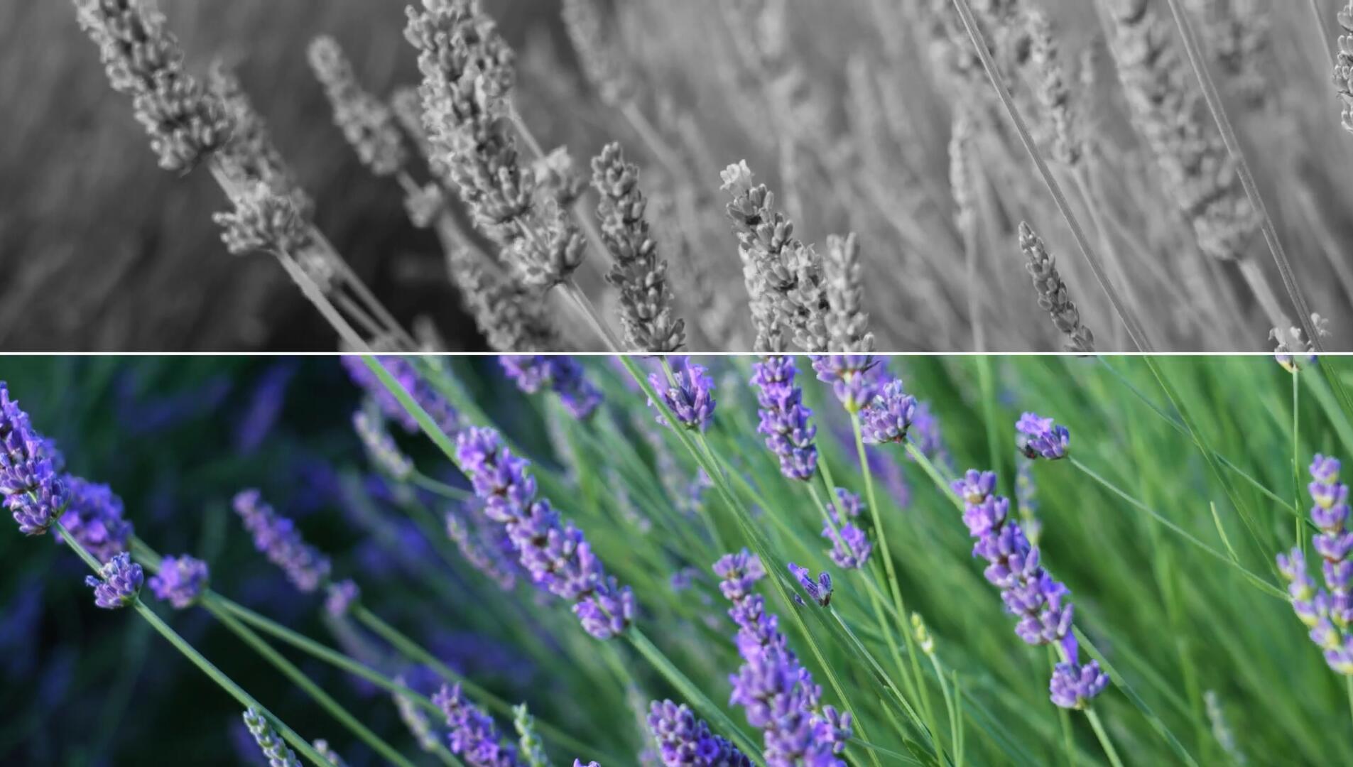 FCPX插件:视频画面调色前后置换对比效果转场制作工具 . 第7张-素材湾丨精选海外优质设计素材资源 FCPX插件:视频画面调色前后置换对比效果转场制作工具 . sucaiwan.com