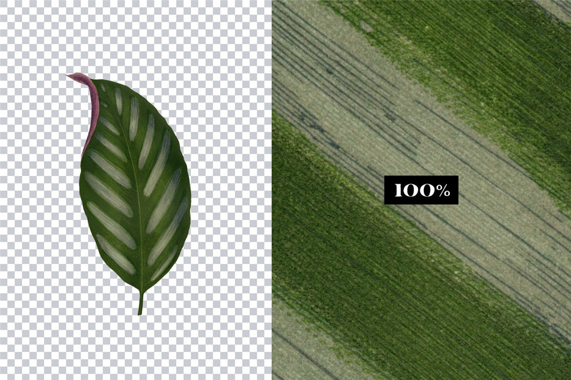 590个复古私藏级动植物手工裁剪拼贴艺术撕纸插画免扣PNG终极素材包 Ultimate Vintage Collage Creator 图片素材 第9张-素材湾丨精选海外优质设计素材资源 590个复古私藏级动植物手工裁剪拼贴艺术撕纸插画免扣PNG终极素材包 Ultimate Vintage Collage Creator 图片素材 sucaiwan.com