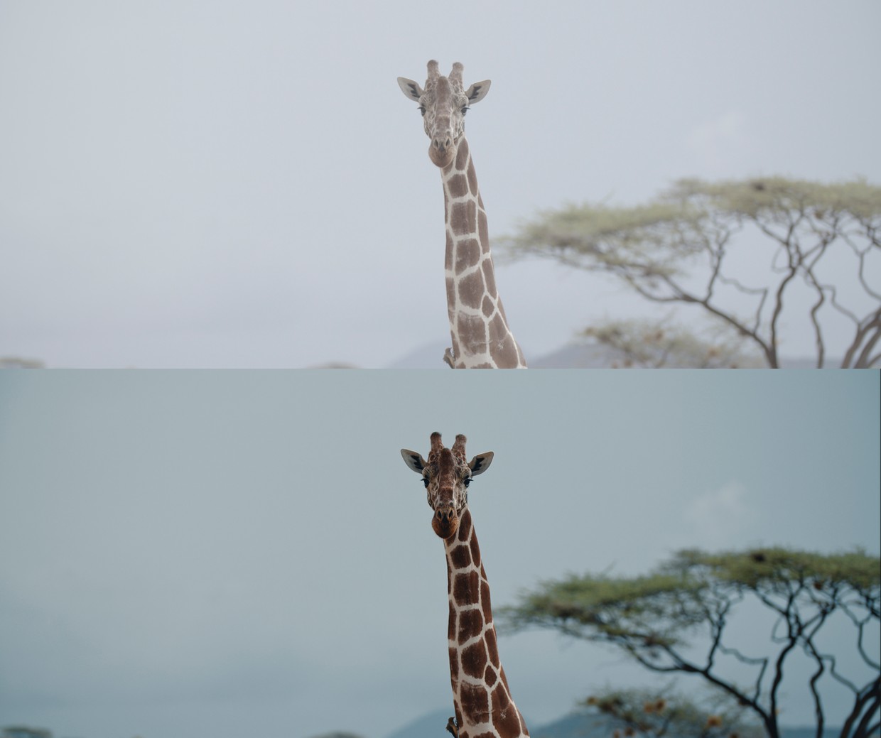 高级氛围感热带森林电影级旅拍调色VLOG风格大片预设包 Jakob Mihailo LUT 插件预设 第6张-素材湾丨精选海外优质设计素材资源 高级氛围感热带森林电影级旅拍调色VLOG风格大片预设包 Jakob Mihailo LUT 插件预设 sucaiwan.com