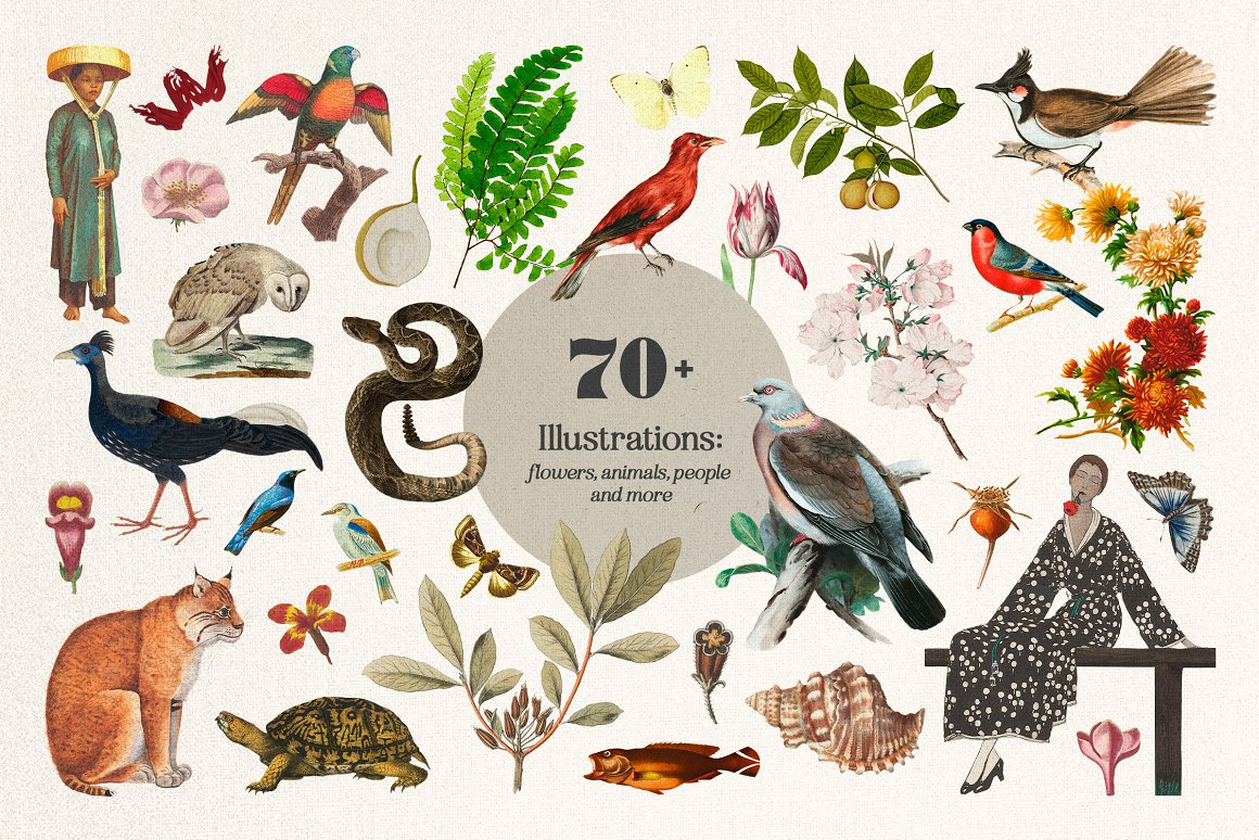 1255个复古做旧杂志剪纸手工裁剪动物植物食物自然纸张背景纹理JPG&PNG素材包 Plot Twist Collage Creator 图片素材 sucaiwan.com