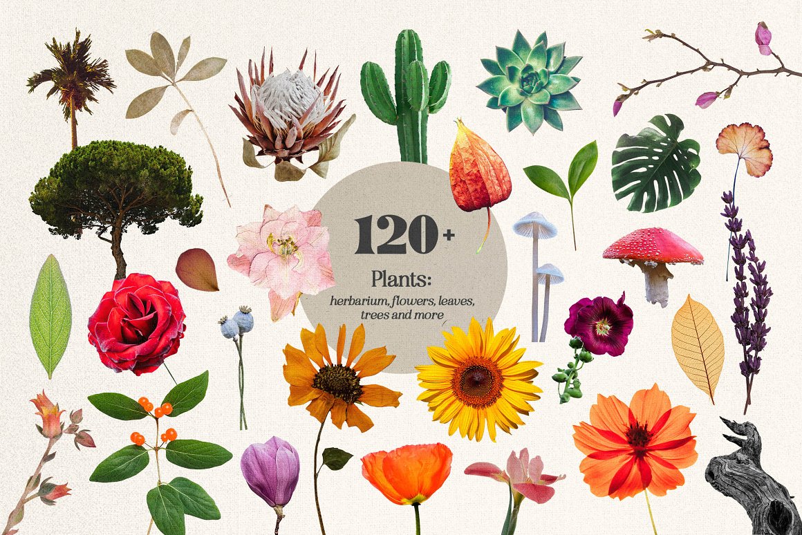 1255个复古做旧杂志剪纸手工裁剪动物植物食物自然纸张背景纹理JPG&PNG素材包 Plot Twist Collage Creator 图片素材 sucaiwan.com