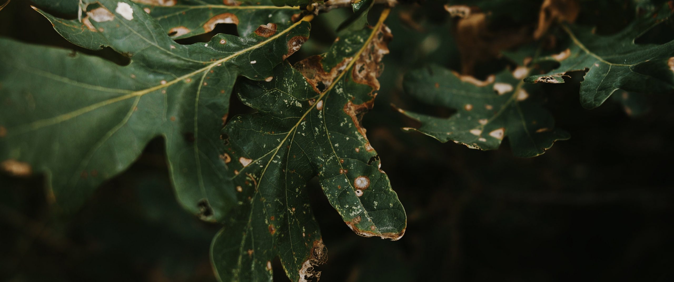 油管大神Roman Hense原创BMPCC4K还原lut调色预设:Roman Hense LUTS for BMPCC 4k FILM-S19 Cinematic 插件预设 第8张-素材湾丨精选海外优质设计素材资源 油管大神Roman Hense原创BMPCC4K还原lut调色预设:Roman Hense LUTS for BMPCC 4k FILM-S19 Cinematic 插件预设 sucaiwan.com