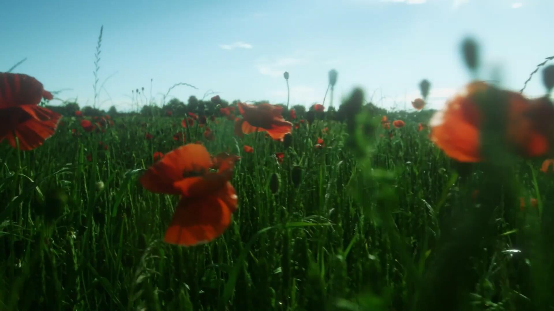 FCPX/达芬奇/PR/AE插件：一键磨皮降噪美妆红巨星调色套装顶级插件 Red Giant Magic Bullet Suite 16.1.0（Win&Mac） 插件预设 sucaiwan.com