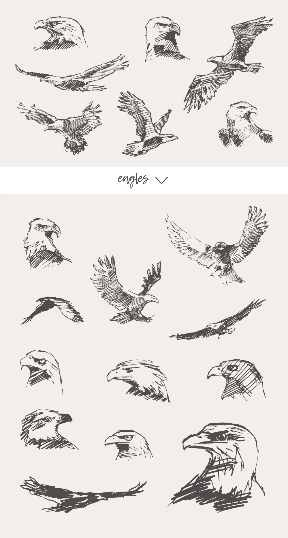 21种森林动物海洋生物插图矢量素材 图片素材 第3张-素材湾丨精选海外优质设计素材资源 21种森林动物海洋生物插图矢量素材 图片素材 sucaiwan.com