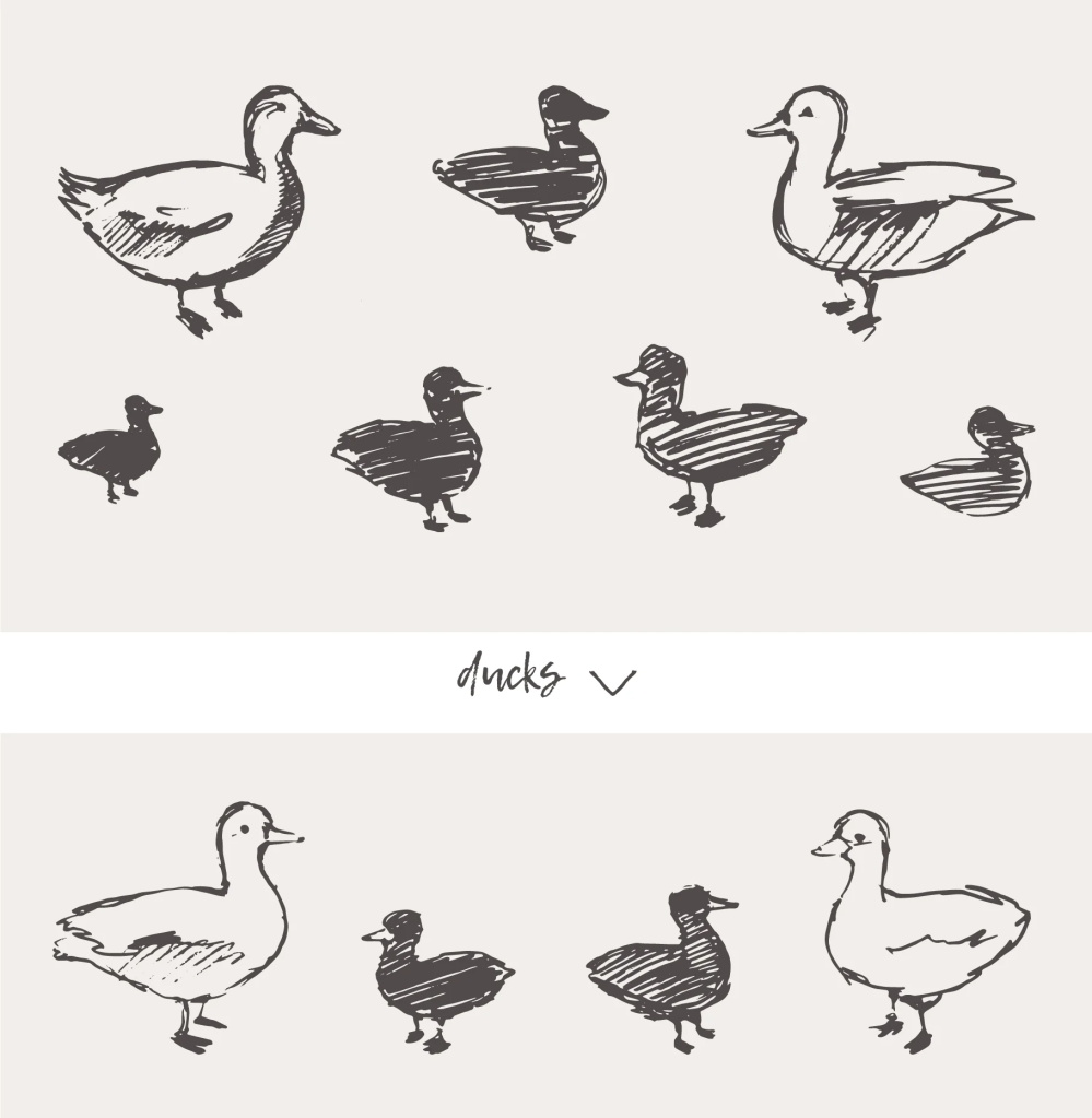 21种森林动物海洋生物插图矢量素材 图片素材 第8张-素材湾丨精选海外优质设计素材资源 21种森林动物海洋生物插图矢量素材 图片素材 sucaiwan.com