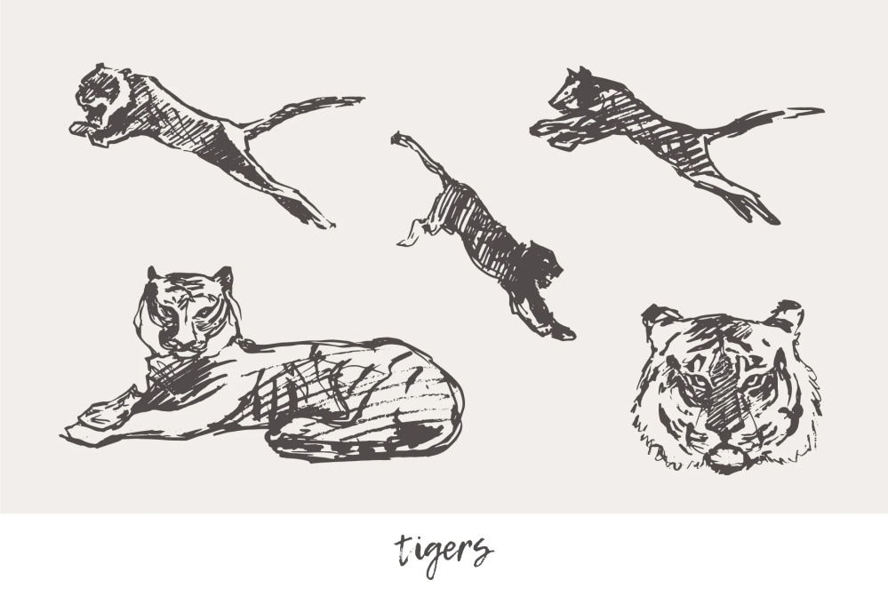 21种森林动物海洋生物插图矢量素材 图片素材 第16张-素材湾丨精选海外优质设计素材资源 21种森林动物海洋生物插图矢量素材 图片素材 sucaiwan.com