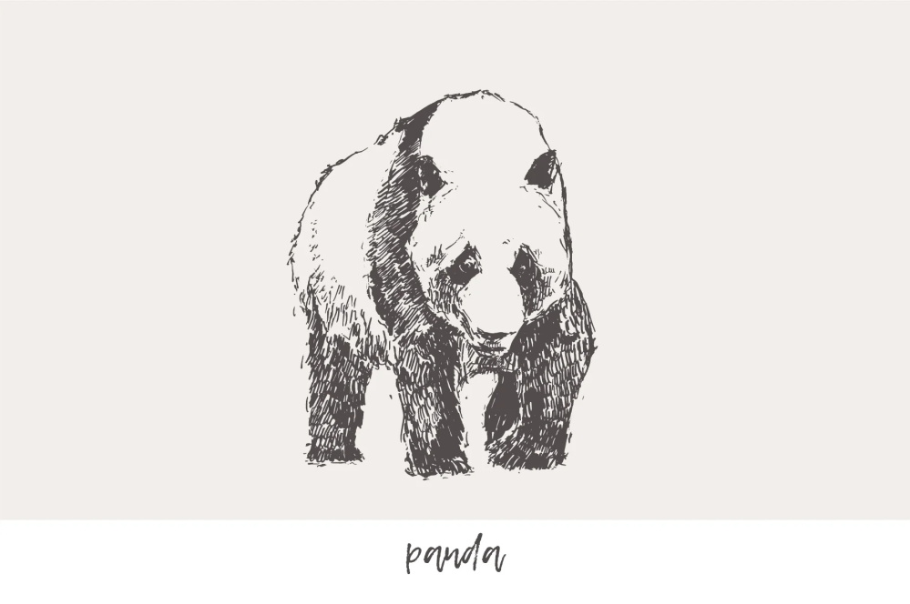 21种森林动物海洋生物插图矢量素材 图片素材 第19张-素材湾丨精选海外优质设计素材资源 21种森林动物海洋生物插图矢量素材 图片素材 sucaiwan.com