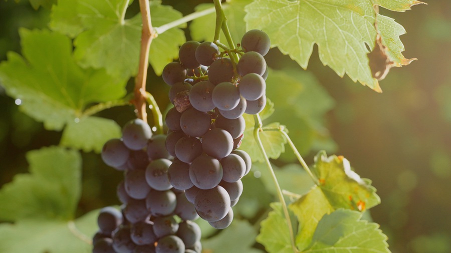 Artlist – 35个葡萄园葡萄采摘叶子农业精美实拍镜头纪录片广告视频剪辑素材 Vineyard Harvest 影视音频 sucaiwan.com