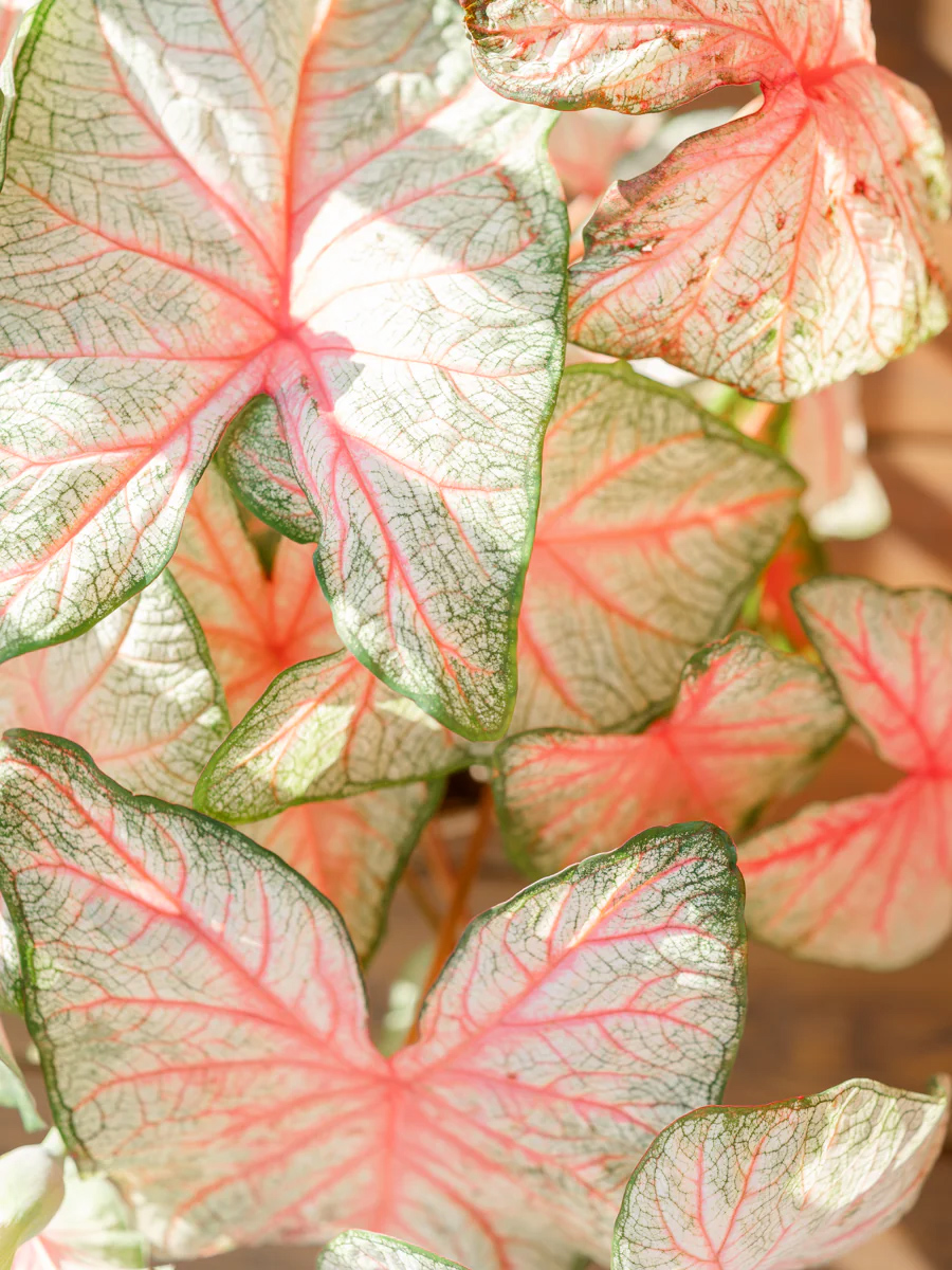 REFINED II 明亮精致家庭摄影新生儿宝宝摄影生活方式和婚礼摄影后期柔和明亮黑暗 Lightroom预设 插件预设 sucaiwan.com