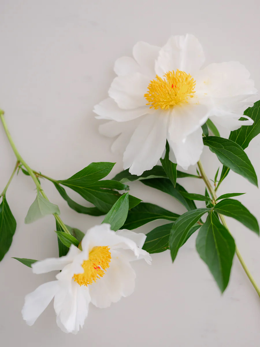 REFINED II 明亮精致家庭摄影新生儿宝宝摄影生活方式和婚礼摄影后期柔和明亮黑暗 Lightroom预设 插件预设 sucaiwan.com