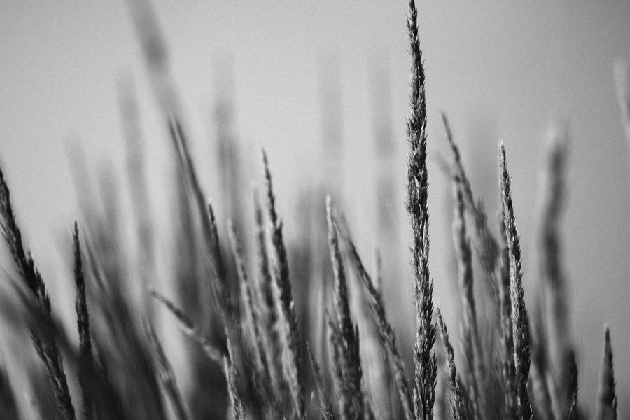 HP5 Plus 400 经典黑白胶片家庭纪录片街头摄影和婚礼人像LR预设 PD PRESETS BW5 PLUS Pushed 插件预设 第7张-素材湾丨精选海外优质设计素材资源 HP5 Plus 400 经典黑白胶片家庭纪录片街头摄影和婚礼人像LR预设 PD PRESETS BW5 PLUS Pushed 插件预设 sucaiwan.com