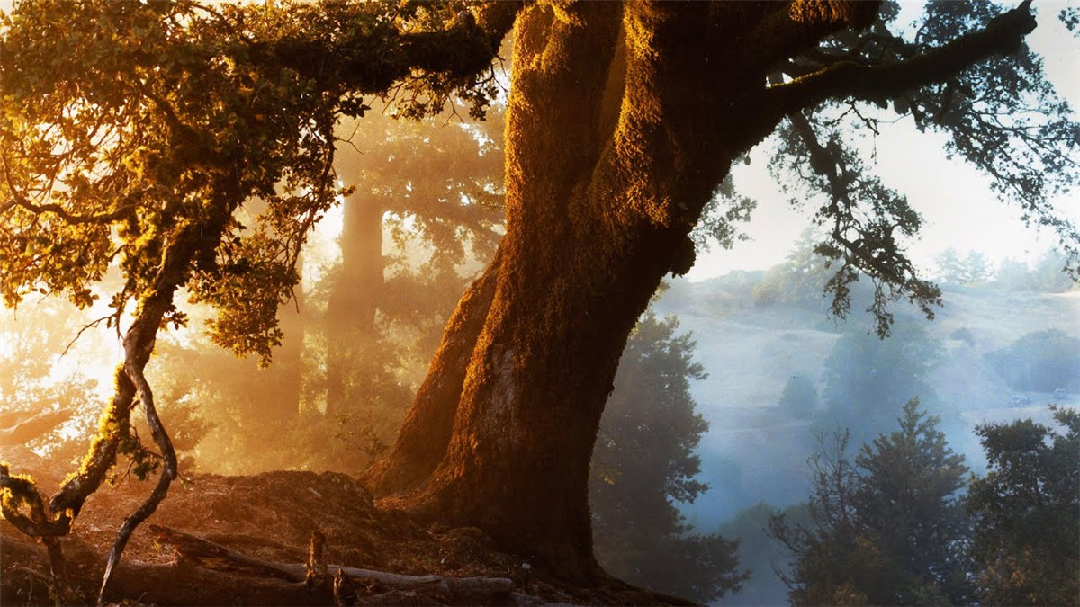 苹果Apple Log转阿莱色彩电影感LUT调色预设 The One LUT for Iphone Apple Log 插件预设 第30张-素材湾丨精选海外优质设计素材资源 苹果Apple Log转阿莱色彩电影感LUT调色预设 The One LUT for Iphone Apple Log 插件预设 sucaiwan.com