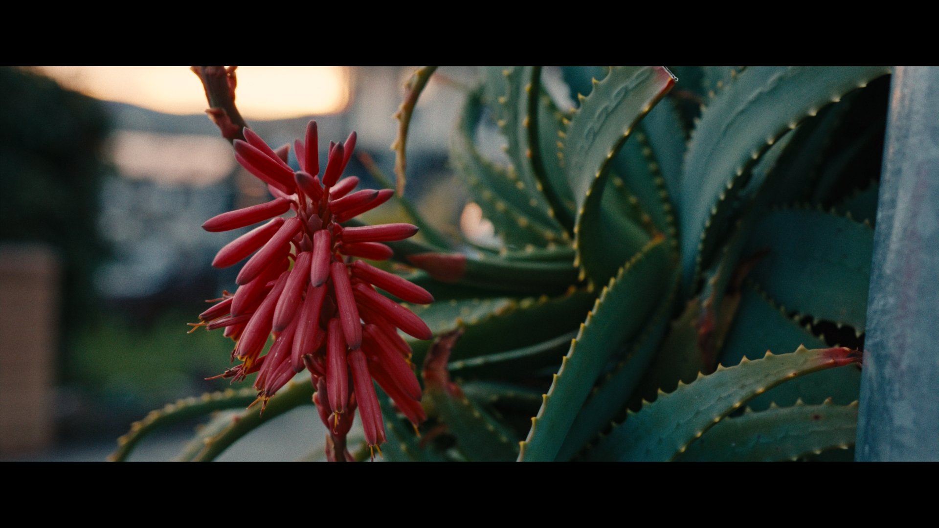 Juan Melara – RED KOMODO TO ALEXA POWERGRADE AND LUTS 科莫多转阿莱达芬奇节点+LUT 插件预设 第3张-素材湾丨精选海外优质设计素材资源 Juan Melara – RED KOMODO TO ALEXA POWERGRADE AND LUTS 科莫多转阿莱达芬奇节点+LUT 插件预设 sucaiwan.com