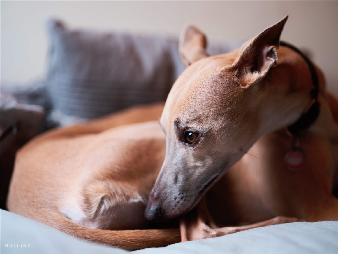 英国摄影师Kevin Mullins真实电影模拟基础Lightroom调色预设 Kevin Mullins – Film Edition 3 Colour Lightroom Presets , 第7张-素材湾丨精选海外优质设计素材资源 英国摄影师Kevin Mullins真实电影模拟基础Lightroom调色预设 Kevin Mullins – Film Edition 3 Colour Lightroom Presets , sucaiwan.com