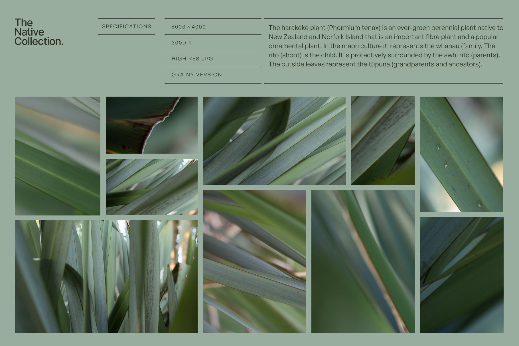 一组精美新西兰本土植物自然植物设计纹理-绿色版v03 Natural textures – Green edition v03 图片素材 sucaiwan.com