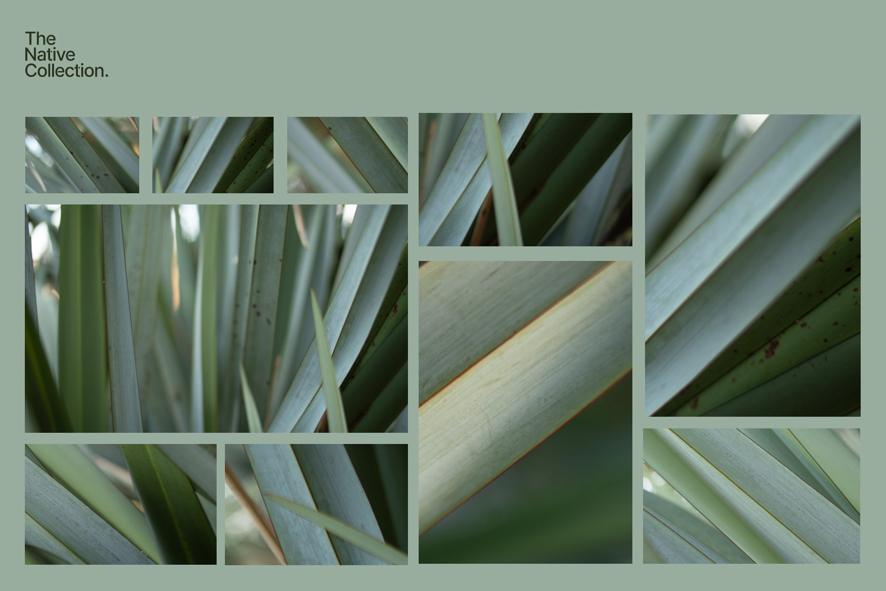 一组精美新西兰本土植物自然植物设计纹理-绿色版v03 Natural textures – Green edition v03 图片素材 sucaiwan.com