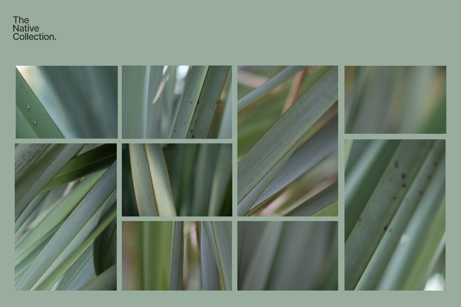 一组精美新西兰本土植物自然植物设计纹理-绿色版v03 Natural textures – Green edition v03 图片素材 sucaiwan.com
