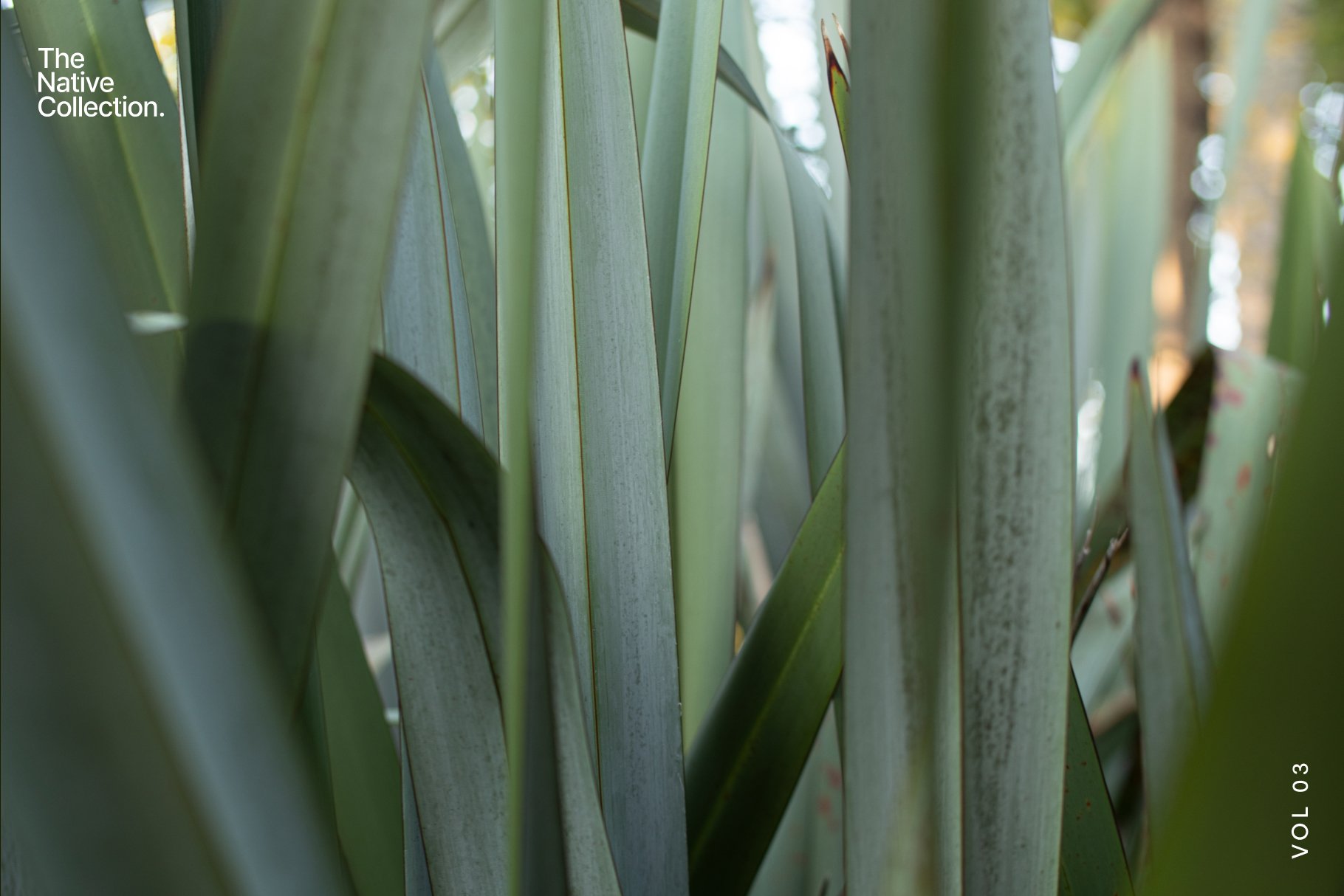 一组精美新西兰本土植物自然植物设计纹理-绿色版v03 Natural textures – Green edition v03 图片素材 sucaiwan.com