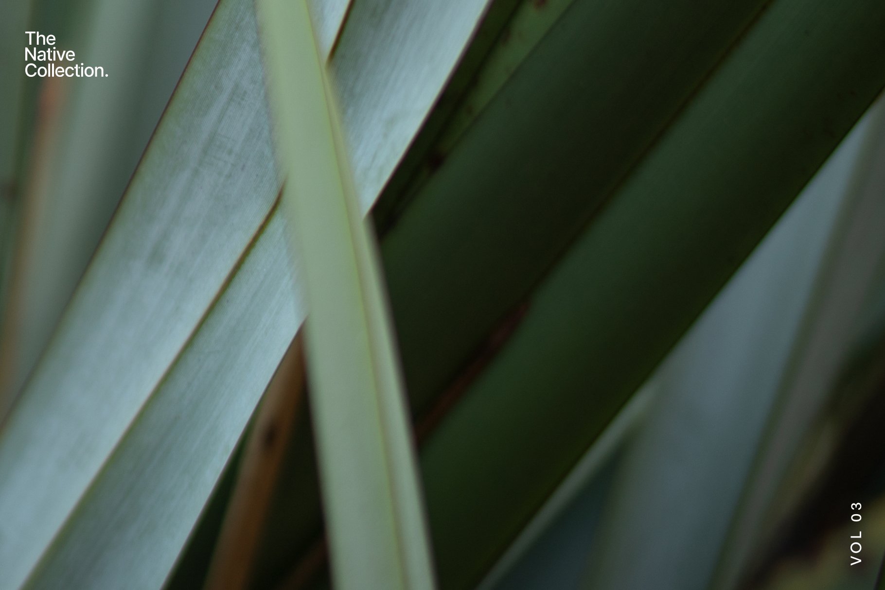 一组精美新西兰本土植物自然植物设计纹理-绿色版v03 Natural textures – Green edition v03 图片素材 sucaiwan.com