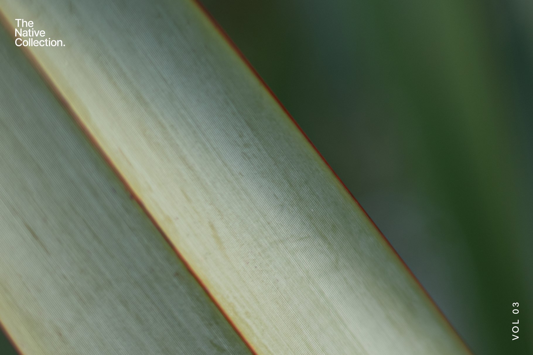 一组精美新西兰本土植物自然植物设计纹理-绿色版v03 Natural textures – Green edition v03 图片素材 sucaiwan.com