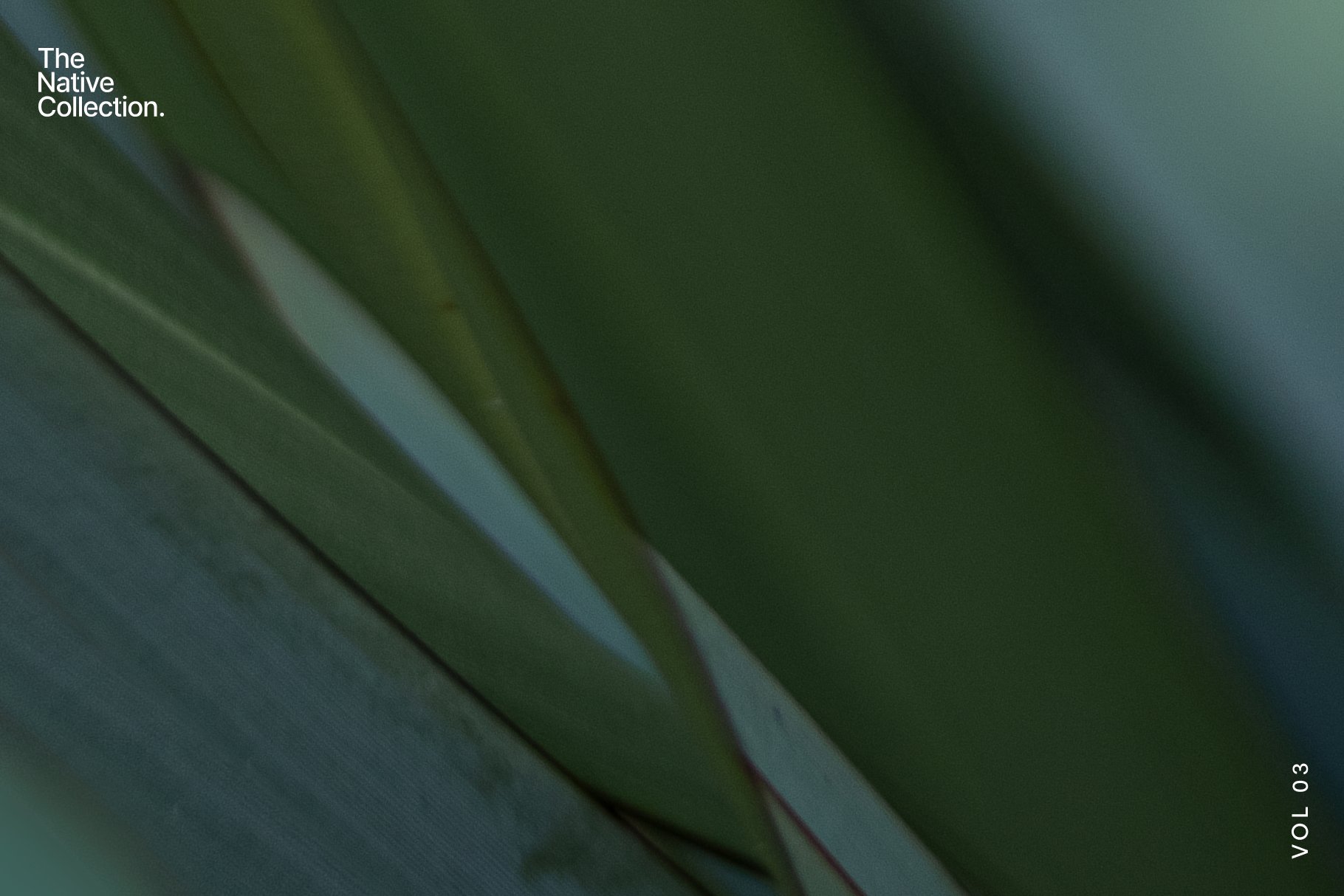 一组精美新西兰本土植物自然植物设计纹理-绿色版v03 Natural textures – Green edition v03 图片素材 sucaiwan.com