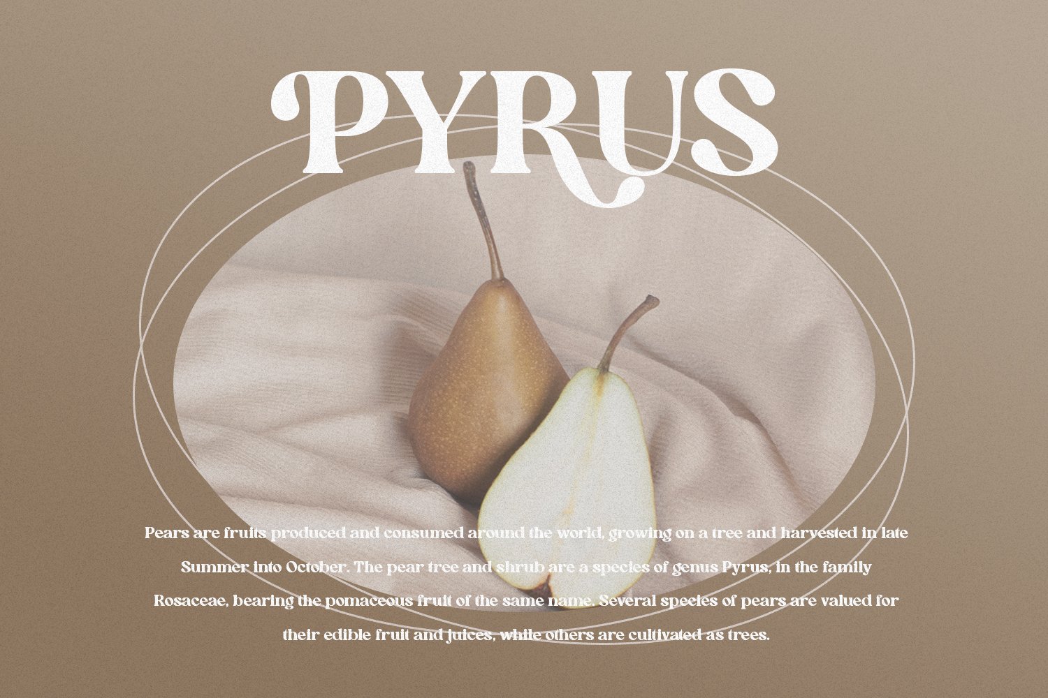 英文字体:现代时尚代复古优雅连字品牌衬线体LOGO海报排版衬线字体 Allenoire - Modern Bold Serif Font , 第5张-素材湾丨精选海外优质设计素材资源 英文字体:现代时尚代复古优雅连字品牌衬线体LOGO海报排版衬线字体 Allenoire - Modern Bold Serif Font , sucaiwan.com