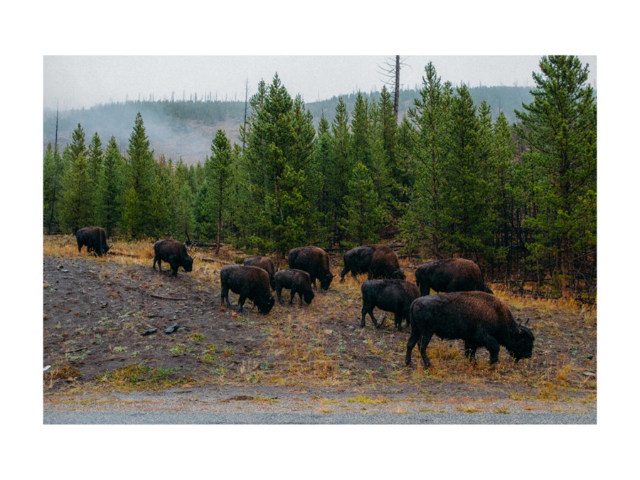 LR预设:450个经典富士柯达宝丽来胶片模拟Lightroom调色预设包 Film Everything Bundle - All Packs , 第5张-素材湾丨精选海外优质设计素材资源 LR预设:450个经典富士柯达宝丽来胶片模拟Lightroom调色预设包 Film Everything Bundle - All Packs , sucaiwan.com