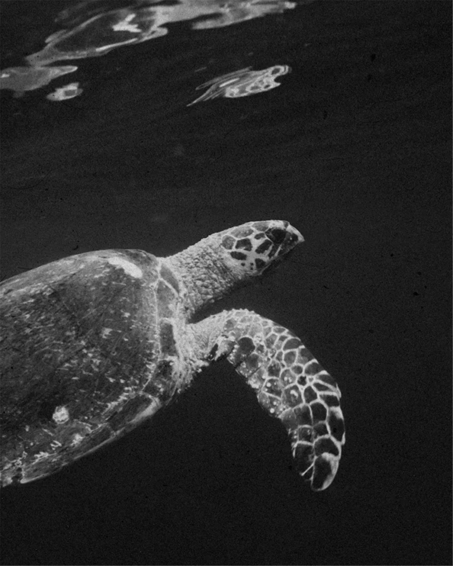 复古情绪美学人像旅拍摄影灰尘划痕胶片颗粒覆盖纹理Lightroom调色预设 Meridian: Ain-Raadik Tide Preset 插件预设 第24张-素材湾丨精选海外优质设计素材资源 复古情绪美学人像旅拍摄影灰尘划痕胶片颗粒覆盖纹理Lightroom调色预设 Meridian: Ain-Raadik Tide Preset 插件预设 sucaiwan.com