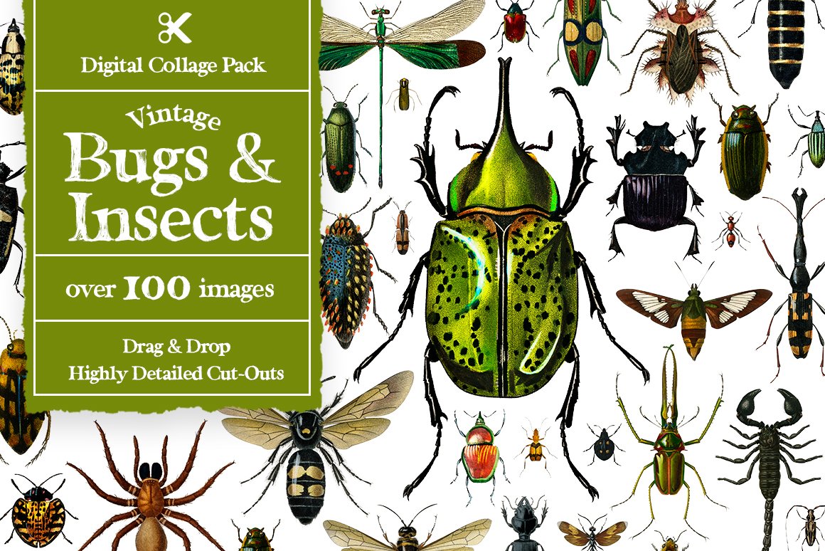 1100个复古拼贴艺术动植物海洋生物杂志拼贴剪纸插图创作者PNG元素包 Collage Supply Co 图片素材 第4张-素材湾丨精选海外优质设计素材资源 1100个复古拼贴艺术动植物海洋生物杂志拼贴剪纸插图创作者PNG元素包 Collage Supply Co 图片素材 sucaiwan.com