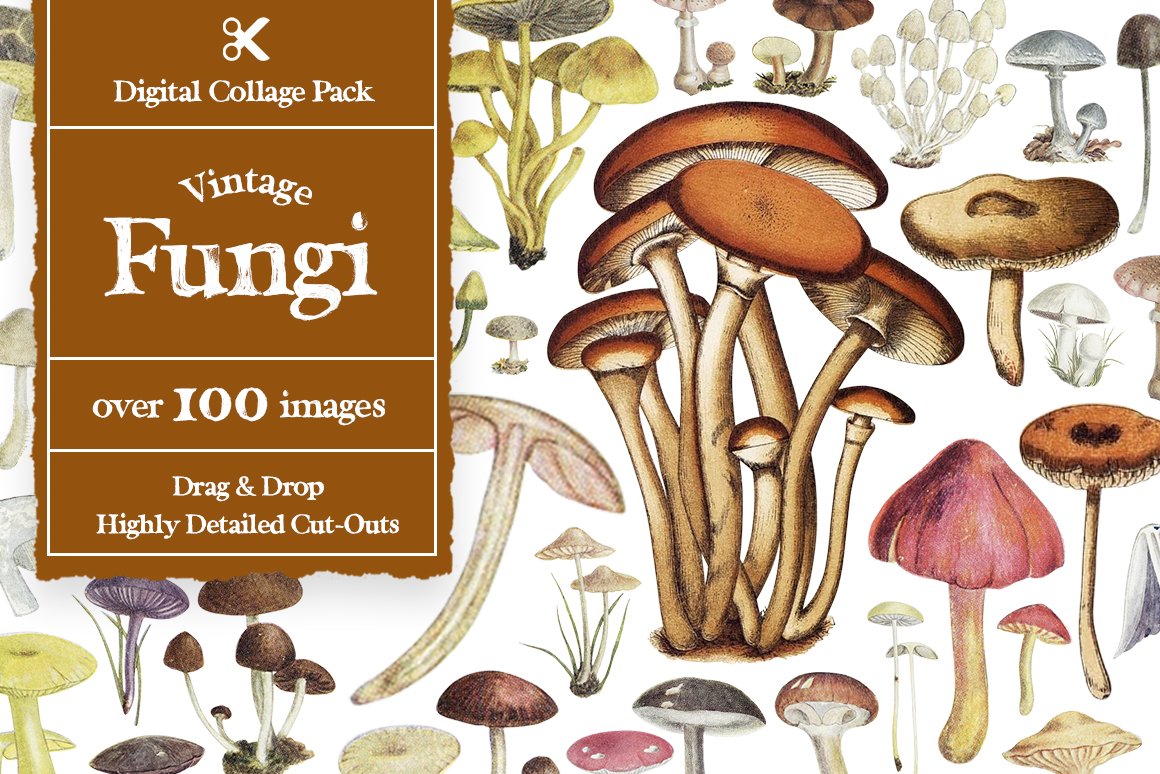 1100个复古拼贴艺术动植物海洋生物杂志拼贴剪纸插图创作者PNG元素包 Collage Supply Co 图片素材 第8张-素材湾丨精选海外优质设计素材资源 1100个复古拼贴艺术动植物海洋生物杂志拼贴剪纸插图创作者PNG元素包 Collage Supply Co 图片素材 sucaiwan.com