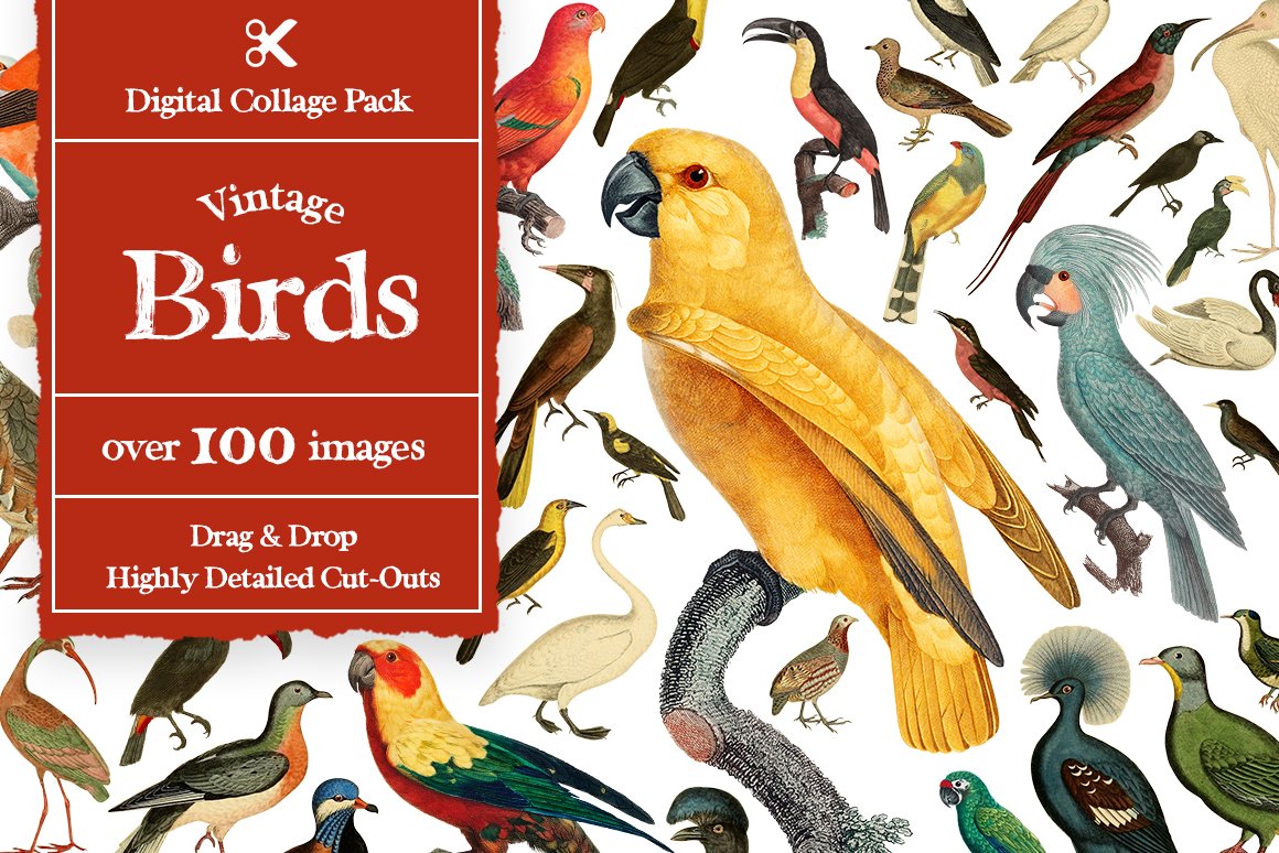 1100个复古拼贴艺术动植物海洋生物杂志拼贴剪纸插图创作者PNG元素包 Collage Supply Co 图片素材 第9张-素材湾丨精选海外优质设计素材资源 1100个复古拼贴艺术动植物海洋生物杂志拼贴剪纸插图创作者PNG元素包 Collage Supply Co 图片素材 sucaiwan.com