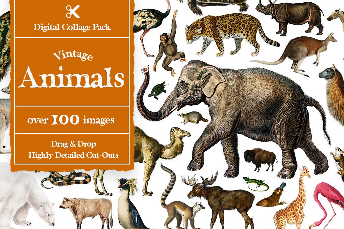 1100个复古拼贴艺术动植物海洋生物杂志拼贴剪纸插图创作者PNG元素包 Collage Supply Co 图片素材 第11张-素材湾丨精选海外优质设计素材资源 1100个复古拼贴艺术动植物海洋生物杂志拼贴剪纸插图创作者PNG元素包 Collage Supply Co 图片素材 sucaiwan.com