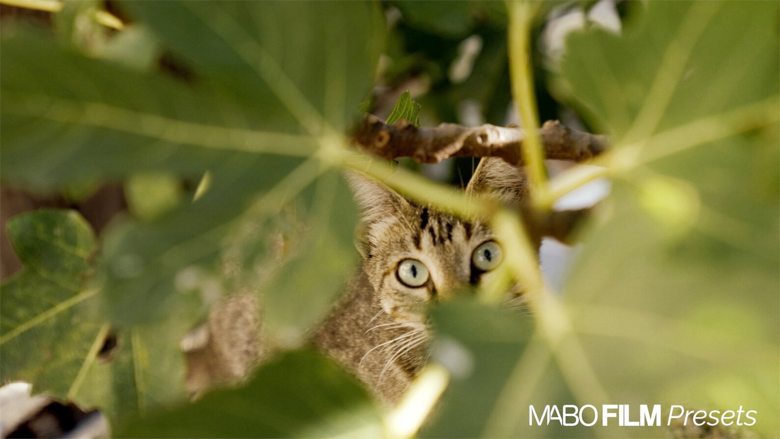 MABO Film Presets 5个复古高级电影质感人像PS/LR预设 插件预设 sucaiwan.com