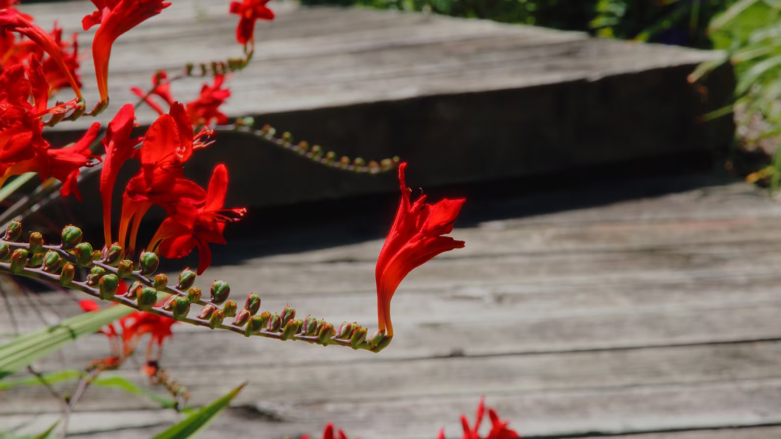 Technicolor LUT Pack for Black Magic Pocket Cinema 6K/6k Pro 插件预设 第5张-素材湾丨精选海外优质设计素材资源 Technicolor LUT Pack for Black Magic Pocket Cinema 6K/6k Pro 插件预设 sucaiwan.com