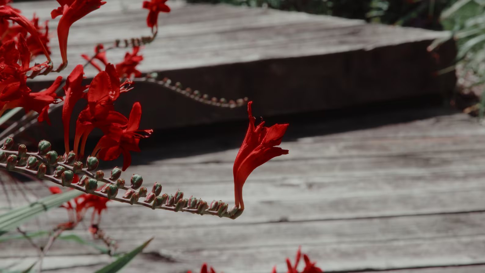 Technicolor LUT Pack for Black Magic Pocket Cinema 6K/6k Pro 插件预设 第6张-素材湾丨精选海外优质设计素材资源 Technicolor LUT Pack for Black Magic Pocket Cinema 6K/6k Pro 插件预设 sucaiwan.com