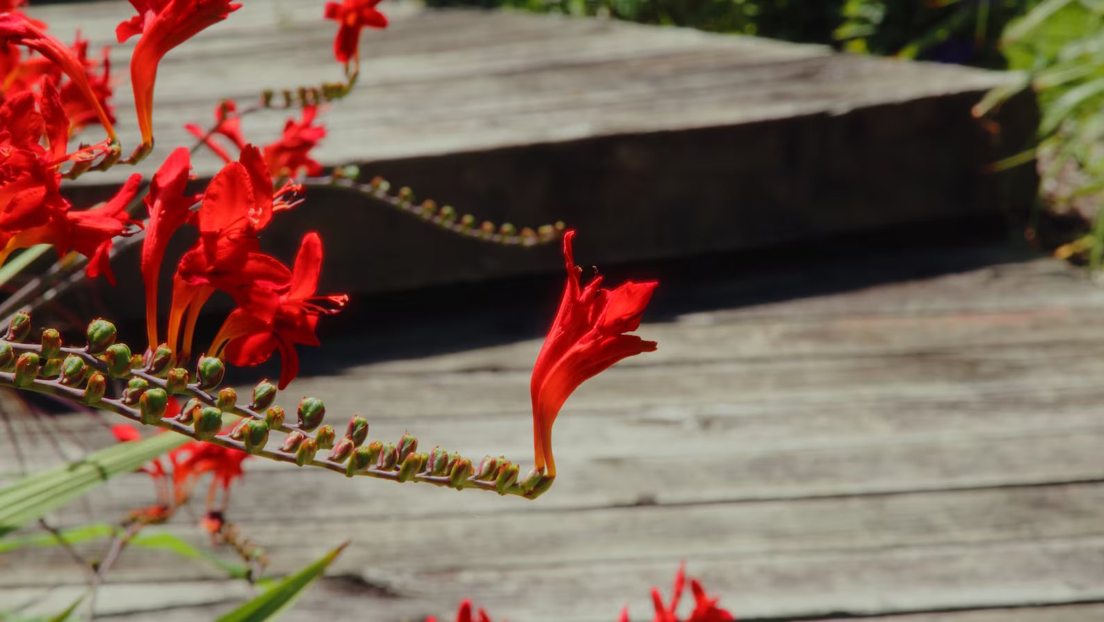 Technicolor LUT Pack for Black Magic Pocket Cinema 6K/6k Pro 插件预设 第7张-素材湾丨精选海外优质设计素材资源 Technicolor LUT Pack for Black Magic Pocket Cinema 6K/6k Pro 插件预设 sucaiwan.com