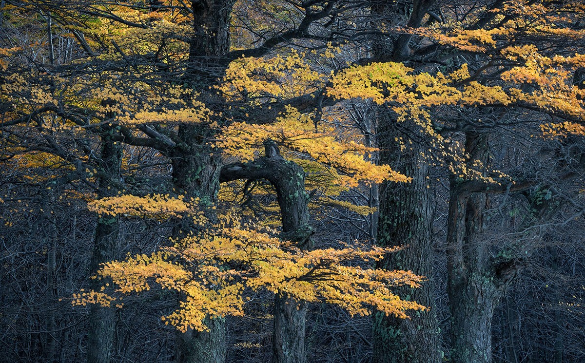 修图教程-摄影师Eric Bennett风光风景后期“亮度”增强柔和光线4案例附素材 设计教程 第5张-素材湾丨精选海外优质设计素材资源 修图教程-摄影师Eric Bennett风光风景后期“亮度”增强柔和光线4案例附素材 设计教程 sucaiwan.com