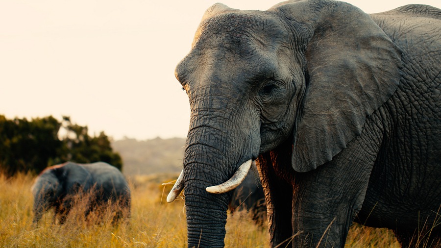 36个索尼/佳能/Gopro创意电影感风格化调色预设LUT Gastón Luna – GL Signature LUT 插件预设 第14张-素材湾丨精选海外优质设计素材资源 36个索尼/佳能/Gopro创意电影感风格化调色预设LUT Gastón Luna – GL Signature LUT 插件预设 sucaiwan.com