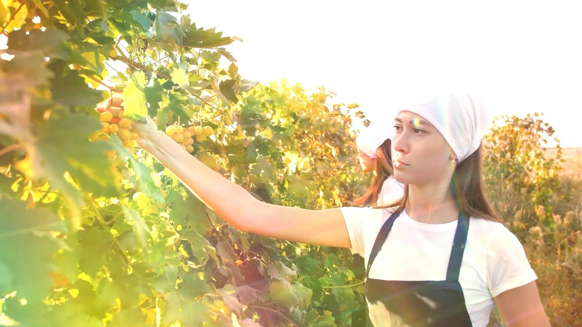 BUSYBOXX 54个镜头圆形光环照耀素材叠加动画特效合成4K视频素材 Radiant Halo 影视音频 第3张-素材湾丨精选海外优质设计素材资源 BUSYBOXX 54个镜头圆形光环照耀素材叠加动画特效合成4K视频素材 Radiant Halo 影视音频 sucaiwan.com