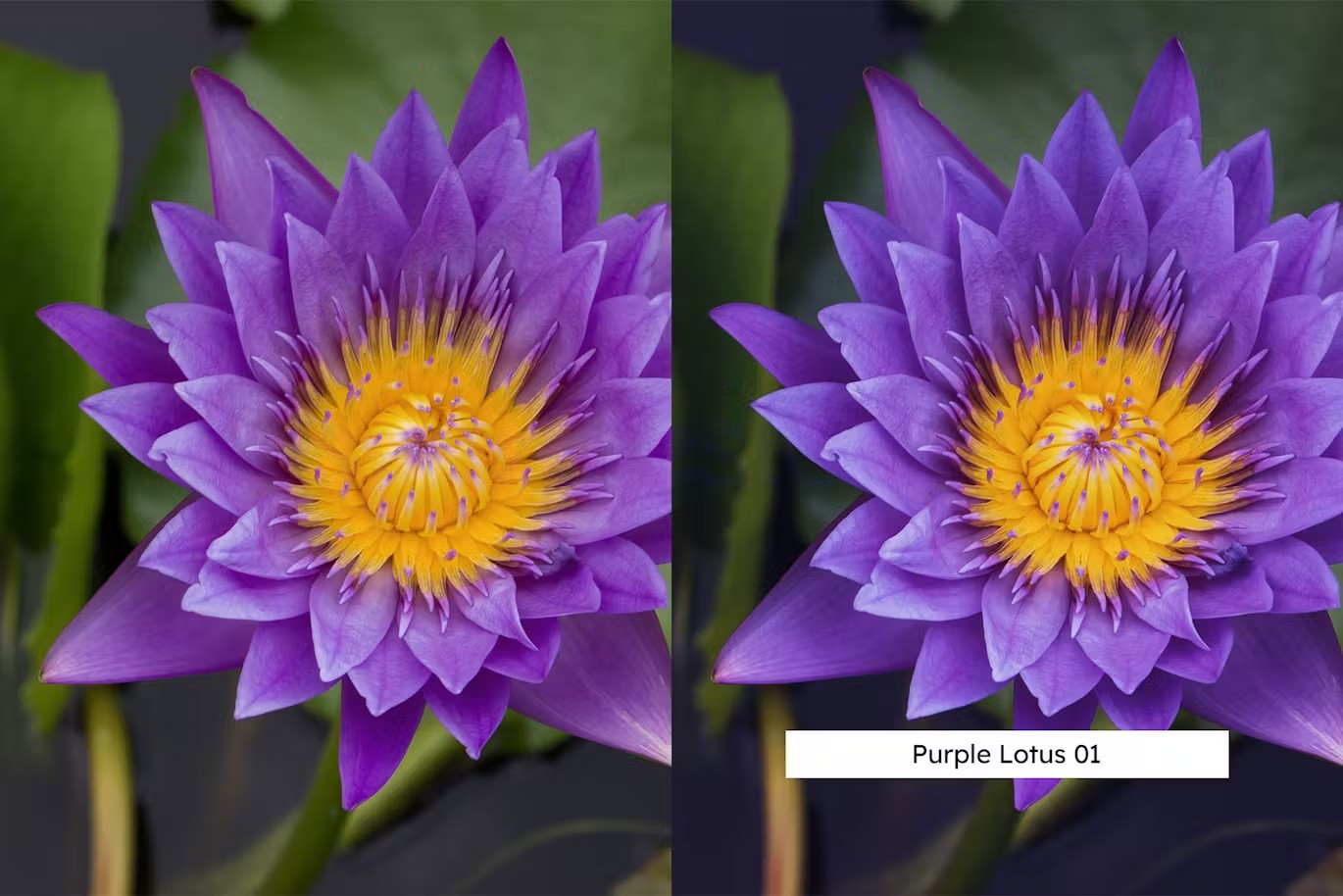 植物花卉自然旅拍摄影后期Lightroom预设及电影调色LUT预设 20 Lightroom Presets und LUTs für Blumen 插件预设 sucaiwan.com