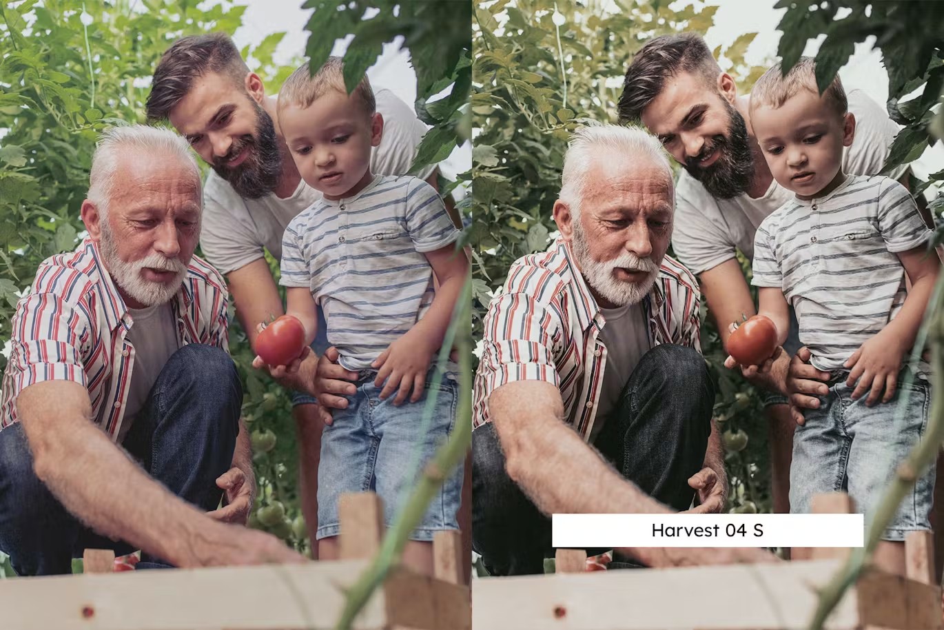 温暖乡村农场生活摄影后期Lightroom预设及电影调色LUT预设 20 Lightroom Presets und LUTs von Farm Life 插件预设 第2张-素材湾丨精选海外优质设计素材资源 温暖乡村农场生活摄影后期Lightroom预设及电影调色LUT预设 20 Lightroom Presets und LUTs von Farm Life 插件预设 sucaiwan.com