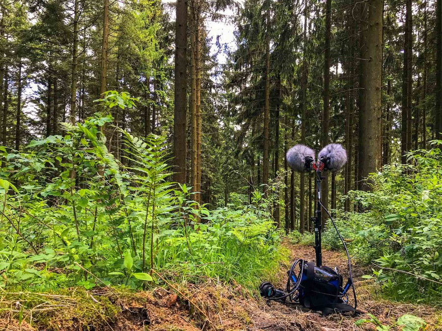 音效:春夏秋冬宁静鸟鸣森林风声氛围环境音效库 Just Sound Effects Forest Ambiences 影视音频 第3张-素材湾丨精选海外优质设计素材资源 音效:春夏秋冬宁静鸟鸣森林风声氛围环境音效库 Just Sound Effects Forest Ambiences 影视音频 sucaiwan.com