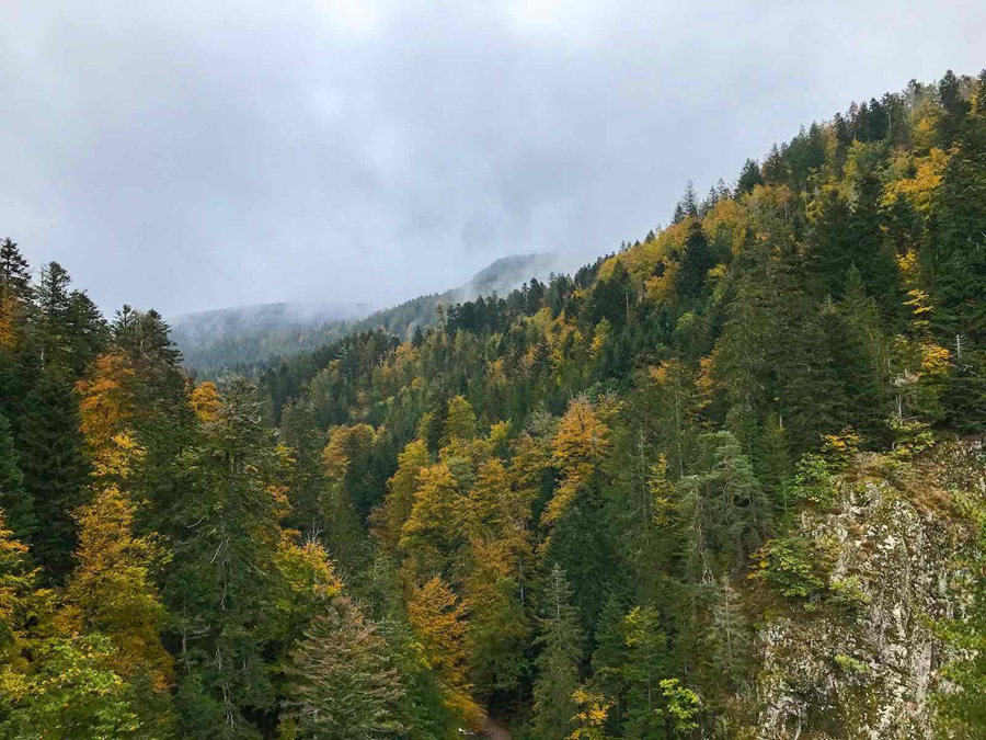 音效:春夏秋冬宁静鸟鸣森林风声氛围环境音效库 Just Sound Effects Forest Ambiences 影视音频 第4张-素材湾丨精选海外优质设计素材资源 音效:春夏秋冬宁静鸟鸣森林风声氛围环境音效库 Just Sound Effects Forest Ambiences 影视音频 sucaiwan.com