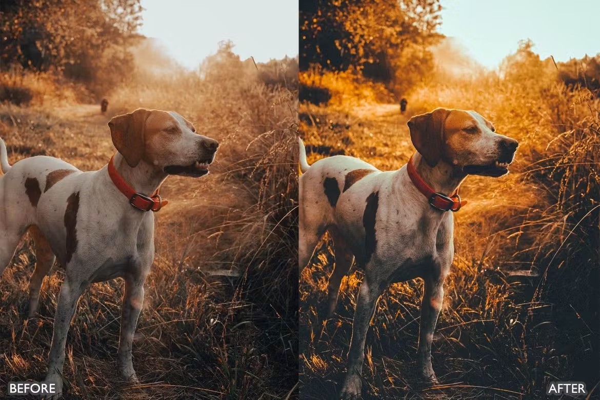 喜怒无常秋天景观荒野摄影后期调色Lightroom预设 Herbst-Herbst-Presets für Lightroom Mobile und Desktop 插件预设 sucaiwan.com