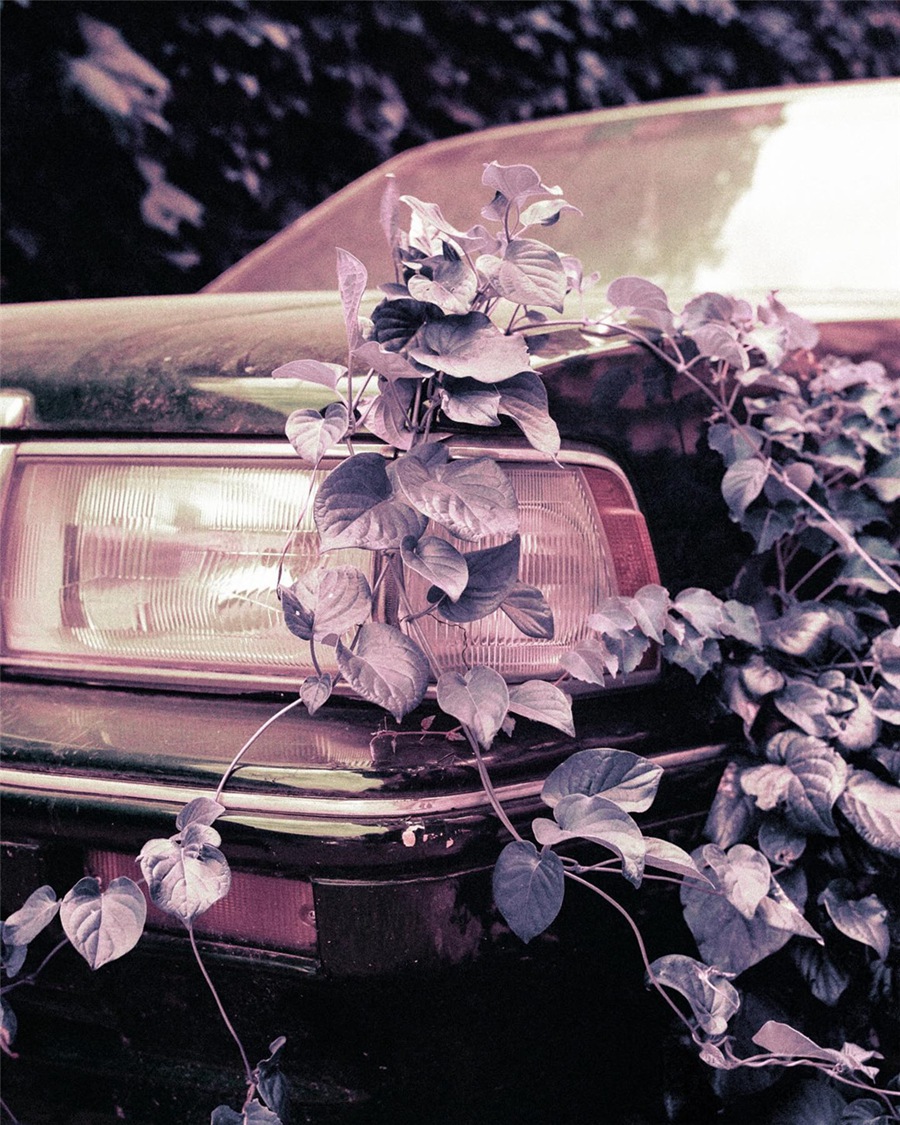 经典魅力一键式真实胶片电影美学怀旧色调胶片摄影LR调色预设 Filmiclab ClassicFilm 2 - Pro Lightroom Profiles 插件预设 第12张-素材湾丨精选海外优质设计素材资源 经典魅力一键式真实胶片电影美学怀旧色调胶片摄影LR调色预设 Filmiclab ClassicFilm 2 - Pro Lightroom Profiles 插件预设 sucaiwan.com